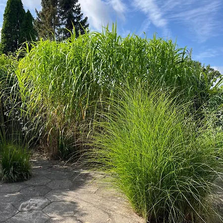 Hus Og Have I Herning, 100 Kvm Ialt Villa